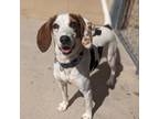 Adopt Lucy a Hound, Beagle