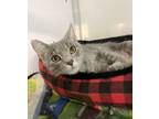 Adopt Gretel a Domestic Short Hair