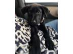 Adopt Mia a Black Labrador Retriever