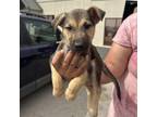 Adopt Dixie a German Shepherd Dog, Pit Bull Terrier
