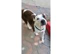 Adopt Baby Cakes a American Bully