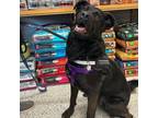 Adopt Meg a Black Labrador Retriever