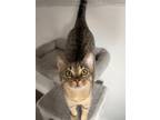 Adopt Yelly a Domestic Short Hair