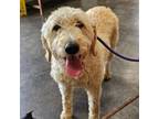 Adopt Zoe a Standard Poodle, Yellow Labrador Retriever