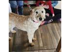 Adopt Zoe a Standard Poodle, Yellow Labrador Retriever