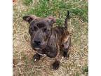 Adopt Celia a Mixed Breed