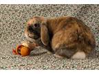 Adopt Lucy (Lure) a Holland Lop