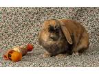 Adopt Lucy (Lure) a Holland Lop