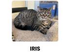 Adopt Iris a Domestic Short Hair