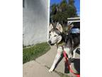 Adopt Hailey a Husky, Klee Kai