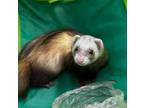 Adopt Toast a Ferret