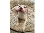 Adopt Piglet a Mixed Breed
