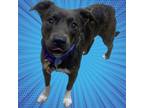 Adopt BABY BOY a Plott Hound, Whippet