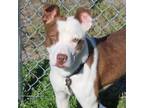 Adopt Baja Blast a Pit Bull Terrier