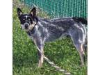 Adopt Bingo a Australian Cattle Dog / Blue Heeler