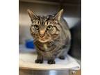 Adopt Marbles a Domestic Short Hair