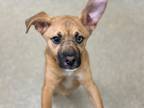 Adopt Lennon a Black Mouth Cur