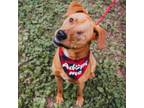 Adopt Juan a Labrador Retriever