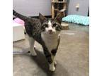 Adopt (PM) Channing a Domestic Short Hair