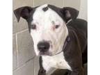 Adopt Charles a Pit Bull Terrier