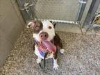 Adopt DECKARD a Pit Bull Terrier