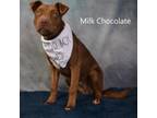 Adopt Milk chocolate a Pit Bull Terrier