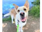 Adopt LOKI a German Shepherd Dog, Australian Cattle Dog / Blue Heeler