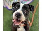 Adopt BUCK* a Pit Bull Terrier, Mixed Breed