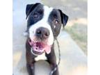 Adopt BUCK* a Pit Bull Terrier, Mixed Breed