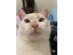 Adopt Kronk Grove a Siamese, Domestic Short Hair