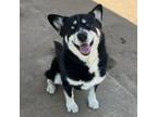 Adopt AJAX a Siberian Husky, Mixed Breed