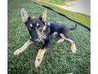Adopt Shenzi a Australian Shepherd, German Shepherd Dog