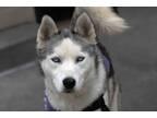 Adopt Jato a Siberian Husky