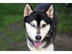 Adopt Levi a Siberian Husky