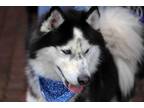 Adopt Gamble a Siberian Husky