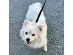 Adopt CHUCKLES a Spitz, Pomeranian