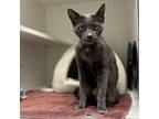 Adopt Mushu a Domestic Short Hair