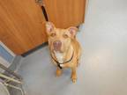 Adopt PATRICK a Pit Bull Terrier