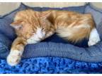 Adopt Coach a Domestic Medium Hair, Domestic Short Hair