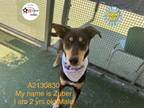 Adopt ZUBER a Doberman Pinscher, Mixed Breed