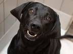 Adopt SMOKEY a Labrador Retriever