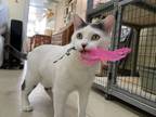 Adopt Brando a Domestic Short Hair