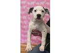 Adopt Lion a Pit Bull Terrier, Mixed Breed