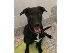 Adopt Dexter a Labrador Retriever