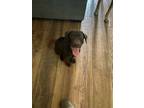 Adopt POTTER-ADOPTED!! a Chocolate Labrador Retriever