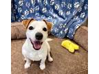 Adopt Zippy a Jack Russell Terrier