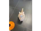 Adopt Copper a Domestic Short Hair