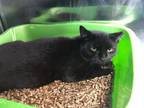 Adopt Boo a Domestic Short Hair