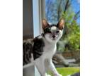 Adopt Mulberry a Domestic Short Hair