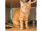 Adopt Fencer a Domestic Short Hair